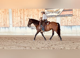 PRE Croisé, Jument, 8 Ans, 164 cm, Bai