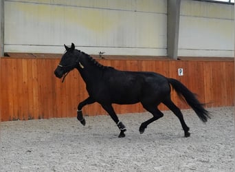 PRE Croisé, Jument, 8 Ans, 165 cm, Noir