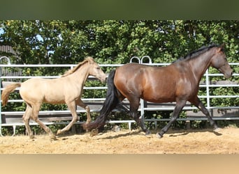 PRE Croisé, Jument, 8 Ans, 166 cm, Perle