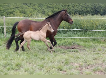 PRE Croisé, Jument, 8 Ans, 166 cm, Perle