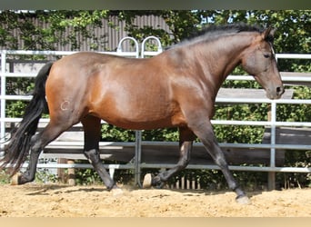 PRE Croisé, Jument, 8 Ans, 166 cm, Perle
