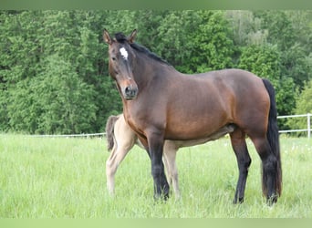 PRE Croisé, Jument, 8 Ans, 166 cm, Perle