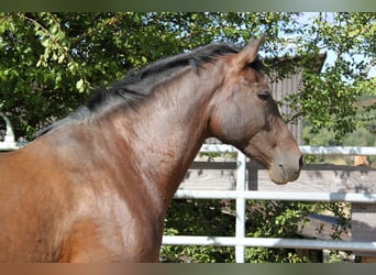 PRE Croisé, Jument, 8 Ans, 166 cm, Perle