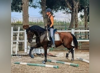 PRE Croisé, Jument, 8 Ans, 167 cm, Bai brun
