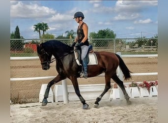 PRE Croisé, Jument, 8 Ans, 167 cm, Bai brun