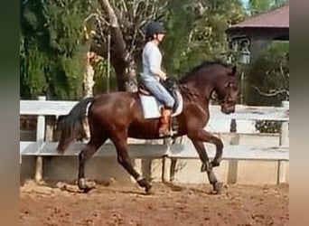 PRE Croisé, Jument, 8 Ans, 167 cm, Bai brun