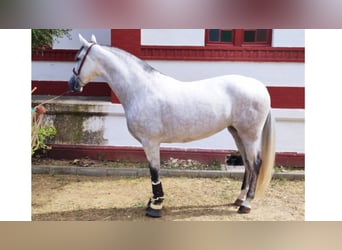 PRE Croisé, Jument, 8 Ans, 167 cm, Gris