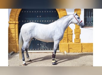 PRE Croisé, Jument, 8 Ans, 167 cm, Gris