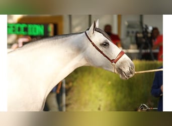 PRE Croisé, Jument, 8 Ans, 167 cm, Gris