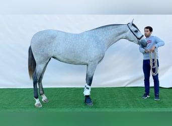 PRE Croisé, Jument, 8 Ans, 167 cm, Gris