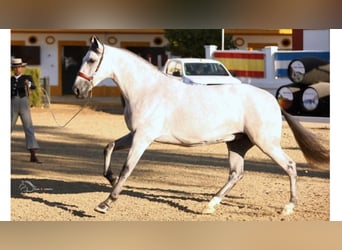 PRE Croisé, Jument, 8 Ans, 167 cm, Gris