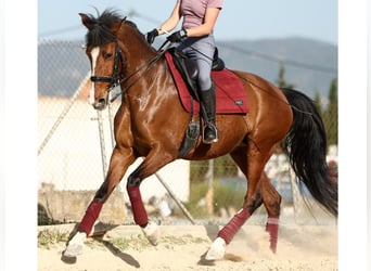 PRE Croisé, Jument, 8 Ans, 168 cm, Bai
