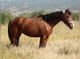 PRE Croisé, Jument, 8 Ans, 168 cm, Bai