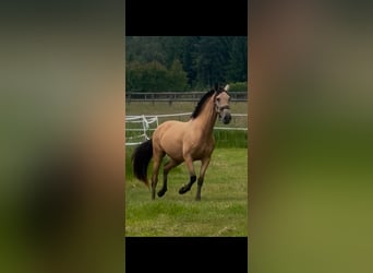 PRE Croisé, Jument, 9 Ans, 155 cm, Buckskin
