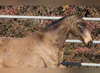 PRE Croisé, Jument, 9 Ans, 155 cm, Buckskin