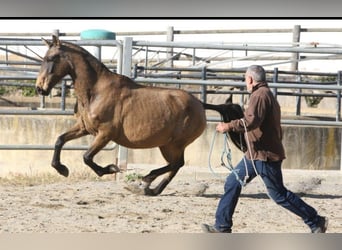 PRE Croisé, Jument, 9 Ans, 155 cm, Buckskin