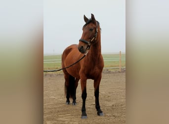 PRE, Jument, 9 Ans, 157 cm, Bai