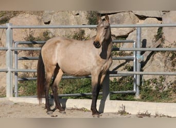 PRE Croisé, Jument, 9 Ans, 157 cm, Buckskin