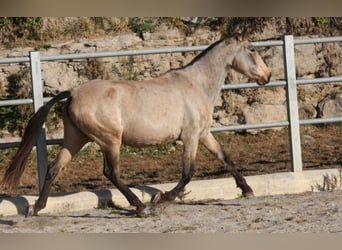 PRE Croisé, Jument, 9 Ans, 157 cm, Buckskin