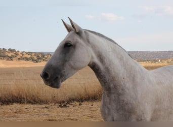 PRE Croisé, Jument, 9 Ans, 157 cm, Gris