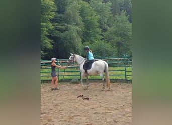 PRE Croisé, Jument, 9 Ans, 157 cm, Gris