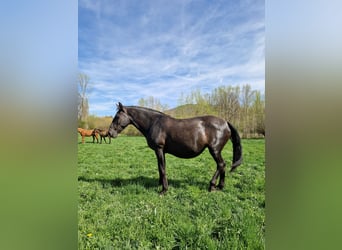 PRE, Jument, 9 Ans, 158 cm, Noir