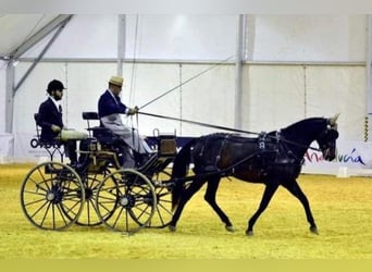 PRE Croisé, Jument, 9 Ans, 159 cm, Alezan brûlé
