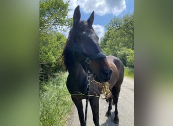 PRE Croisé, Jument, 9 Ans, 160 cm, Bai brun