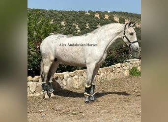 PRE Croisé, Jument, 9 Ans, 160 cm, Blanc