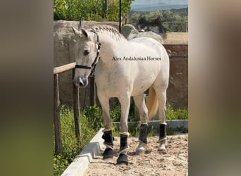 PRE Croisé, Jument, 9 Ans, 160 cm, Blanc