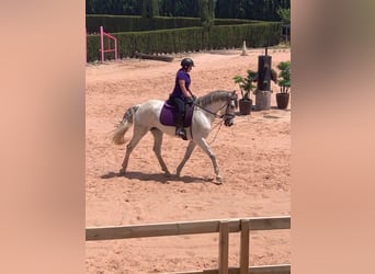 PRE, Jument, 9 Ans, 160 cm, Gris