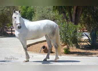 PRE Croisé, Jument, 9 Ans, 160 cm, Gris moucheté