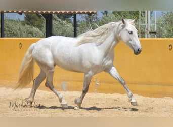 PRE Croisé, Jument, 9 Ans, 160 cm, Gris moucheté