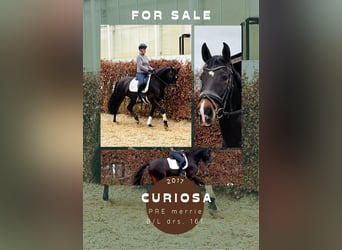 PRE Croisé, Jument, 9 Ans, 161 cm, Bai brun