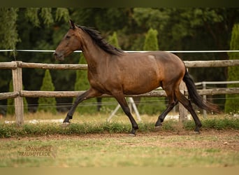 PRE Croisé, Jument, 9 Ans, 162 cm, Bai brun