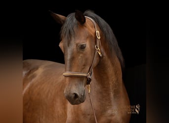 PRE Croisé, Jument, 9 Ans, 162 cm, Bai brun