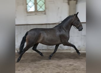 PRE Croisé, Jument, 9 Ans, 162 cm, Bai brun
