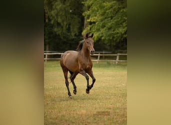 PRE Croisé, Jument, 9 Ans, 162 cm, Bai brun