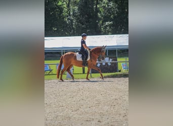 PRE Croisé, Jument, 9 Ans, 165 cm, Alezan