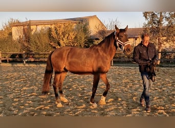 PRE Croisé, Jument, 9 Ans, 165 cm, Bai
