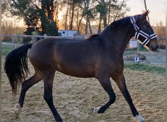 PRE Croisé, Jument, 9 Ans, 165 cm, Bai
