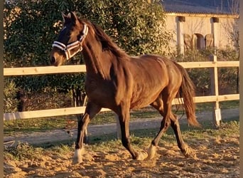 PRE Croisé, Jument, 9 Ans, 165 cm, Bai
