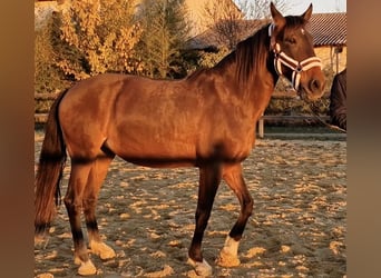 PRE Croisé, Jument, 9 Ans, 165 cm, Bai