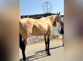 PRE Croisé, Jument, 9 Ans, 165 cm