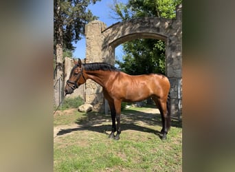 PRE Croisé, Jument, 9 Ans, 166 cm, Bai