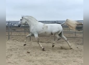 PRE Croisé, Jument, 9 Ans, 168 cm, Gris