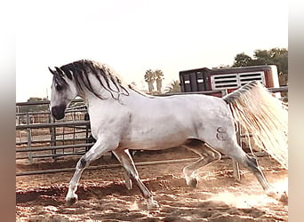 PRE Croisé, Jument, 9 Ans, 168 cm, Gris