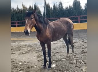 PRE Croisé, Jument, 9 Ans, 170 cm, Bai cerise