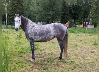 PRE Croisé, Jument, 9 Ans, Gris pommelé