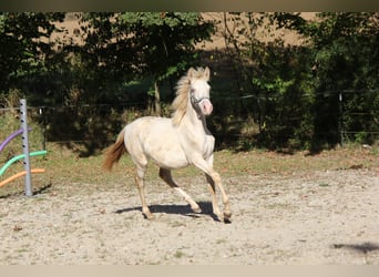 PRE, Jument, Poulain (03/2023), 156 cm, Perlino